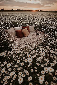 Dreamy Flower Field Picnic: Sunset Aesthetic Photography