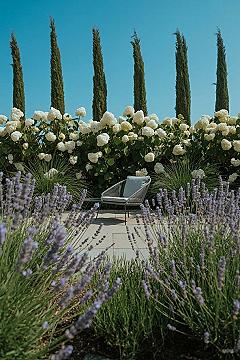 Elegant Backyard Landscaping: Privacy & Garden Design Secrets