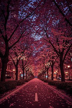 Cherry Blossom City Nights: Aesthetic Street 4K Wallpapers