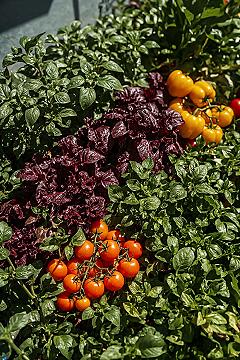 Vibrant & Compact: Small Garden Design Vegetable bursting with Color