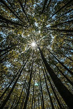 Golden Light Forest Scenery: Inspirational Nature Wallpapers