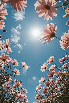 Cosmos Flowers: The Ultimate Spring iPhone Wallpaper