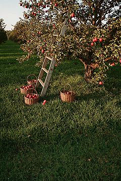 Rustic Autumn Apple Picking Scenes & Orchard Landscape Ideas