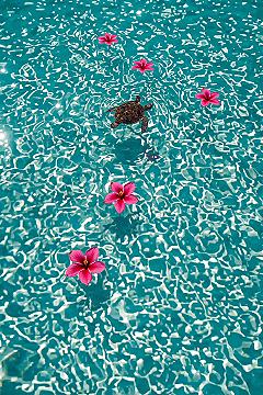 Enchanting Nature Scene: Turtle & Floating Flowers Wallpaper