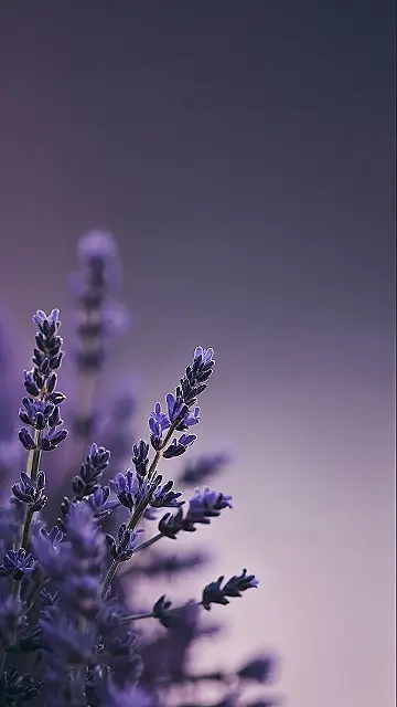 Purple Paradise Walls