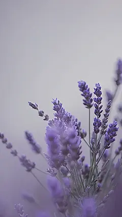 Field of Purple Bliss