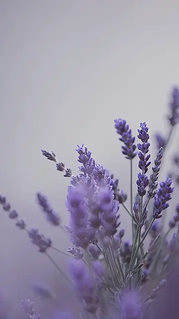 Field of Purple Bliss