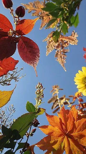 Autumn’s Kaleidoscope: