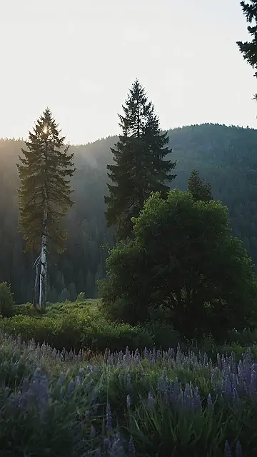 “Where the Sunbeams Dance”: