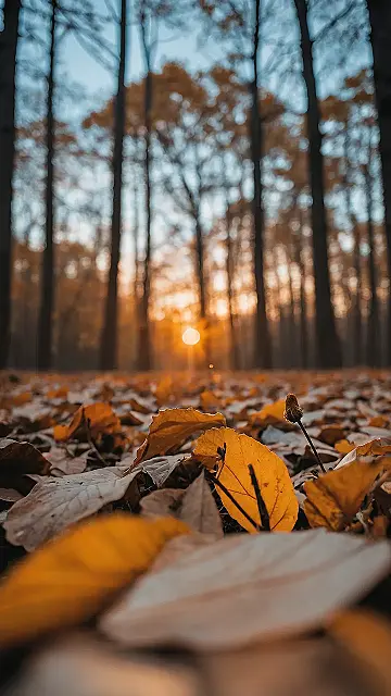 Autumn Glow