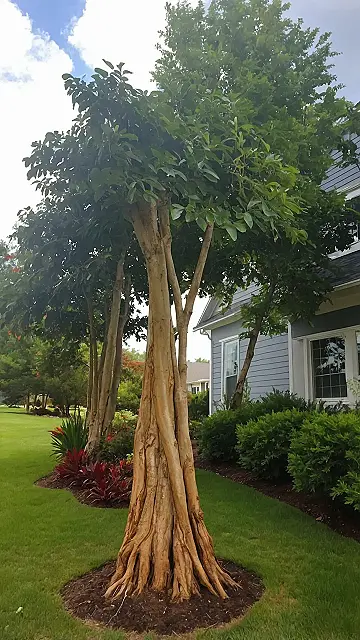 Trunk Hugger Designs