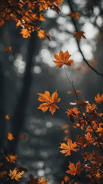 Fall’s Best View, Right on Your Screen