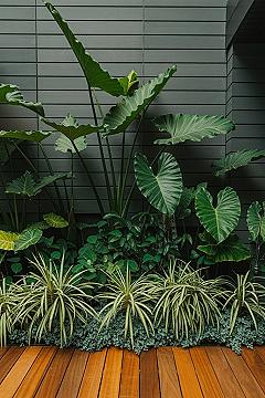 Lush Tropical Garden Design: Elephant Ears & Modern Deck Ideas