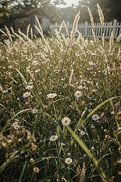 Dreamy Cottage Wildflowers: Lush Garden Ideas for a Cozy Outdoor Retreat