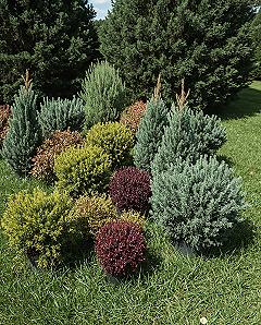 Small Space Serenity: Charming Dwarf Conifer Shrubs for Landscaping