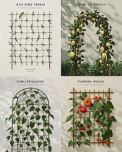 Trellis Perfection: Your Guide to a Thriving Home Veggie Garden