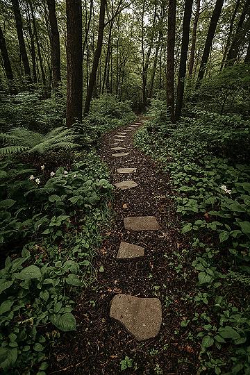 Woodland Wonderland: Natural Pathways for Your Dream Backyard