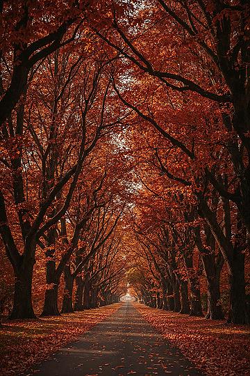 New Hampshire Autumn Road: Aesthetic Forests & Fall Foliage Wallpaper Ideas