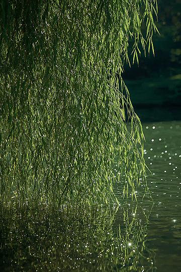 Weeping Willow Lake: A Captivating Fantasy Aesthetic
