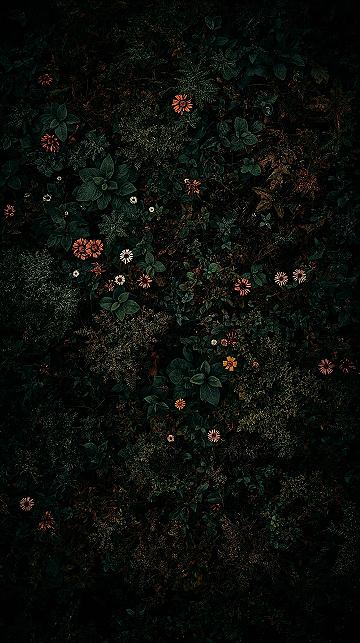 Enchanting Dark Forest Aesthetic 4K Wallpaper Art