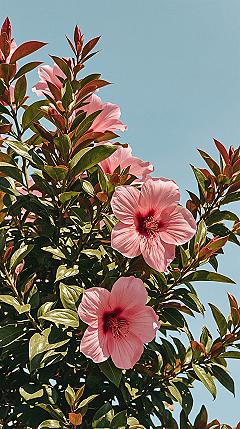 Beautiful Pink Floral iPhone Wallpaper Art