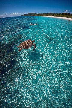 Maui’s Ocean Vibes: Tropical Turtle Encounters