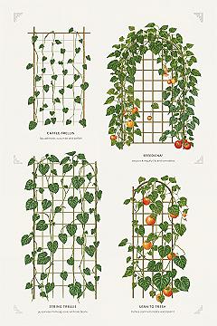 Choosing the Right Garden Trellis: Support for Climbing Veggies & Tomatoes