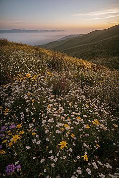 Sunset Flower Field Photography: Scenic Mountain Landscapes & Nature’s Palette
