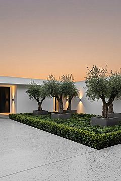 Minimalist Front Yard Landscaping with Olive Trees and White Pebble Driveway