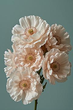 Artistic Poppies: HD Floral Background Wallpaper for Your Screen