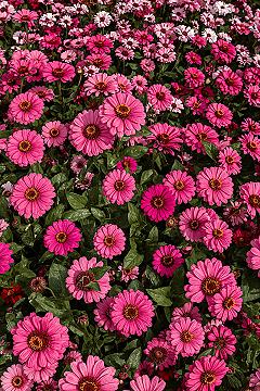 Vibrant Pink Zinnias: Beautiful Garden Plants for Stunning Displays