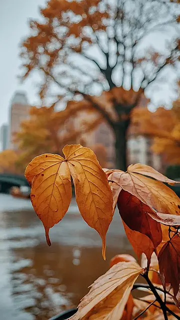 Leaf’s-Eye View