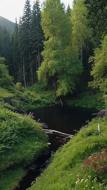 “Where the River Meets the Evergreens”: