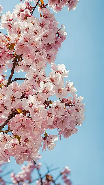 Spring’s Pink Showdown