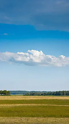Field of Danish Dreams