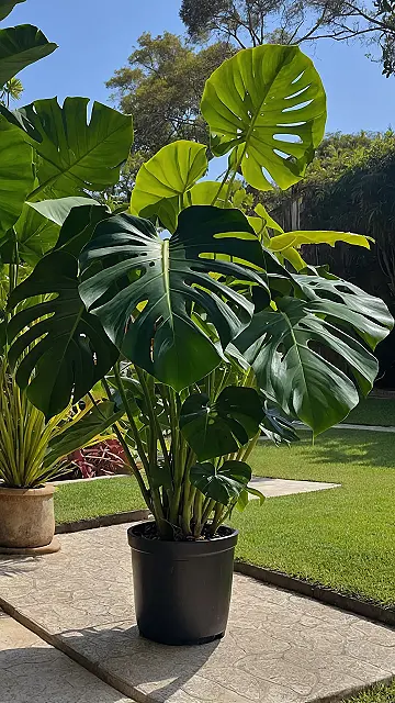 Monstera Plant Parent’s Playbook