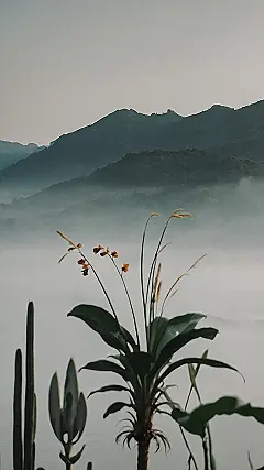 Jungle Paradise