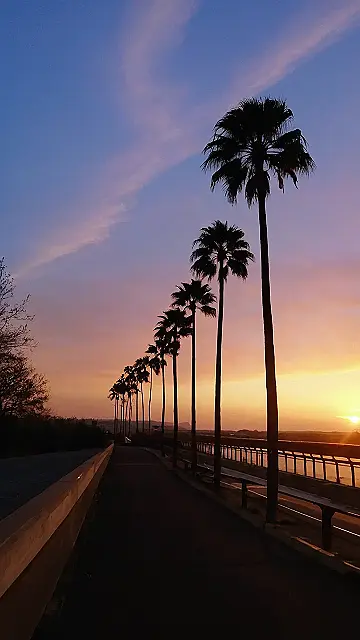 Palm Tree Sunset Stride: