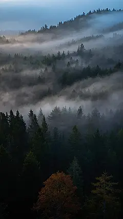 Lost in Mist