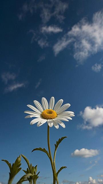 Bright Daisy Blue Sky Wallpapers for Phone Screens