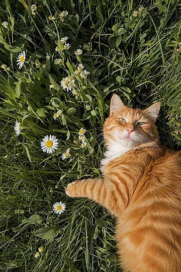 Why Ginger Cats Love Relaxing Outdoors