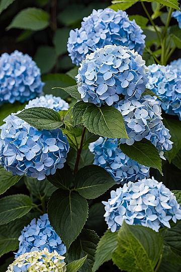 Growing Vibrant Blue Endless Summer Hydrangeas