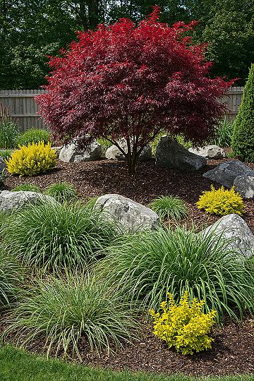 Vibrant Japanese Maple: Essential Backyard Garden Design Element