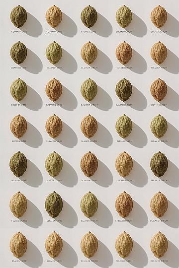 Master Tree Bud Identification: Springtime Plant Secrets Revealed