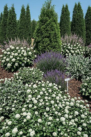 Stunning Front Yard Landscaping: Aesthetic Garden Ideas for 2024