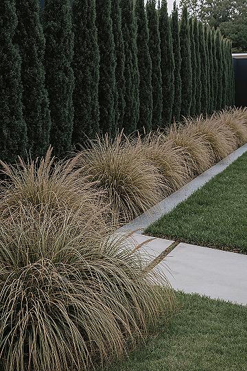 Modern Privacy Landscapes: Chic Backyard Design with Grasses
