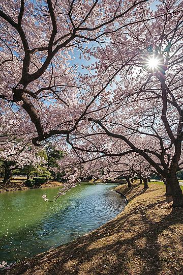 Shinjuku Gyoen: Tokyo’s Springtime Urban Oasis