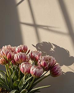 Why Double Tulips Create Such a Charming Aesthetic