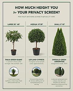 Choosing the Best Evergreen Privacy Trees for Your Landscape