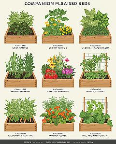 Raised Garden Bed Companion Planting: Beginner’s Guide to Thriving Veggies